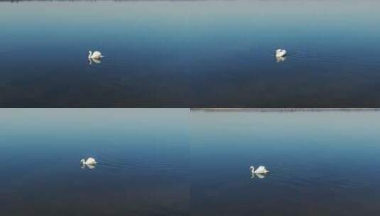天鹅在湖里游泳高清在线视频素材下载