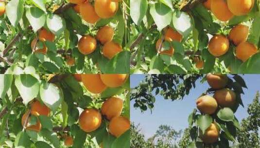 大黄杏种植高清在线视频素材下载