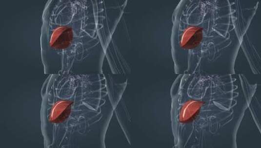 肝脏器官三维医学动画透明人体生物学高清在线视频素材下载