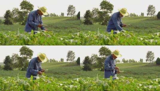农民在田地里高清在线视频素材下载