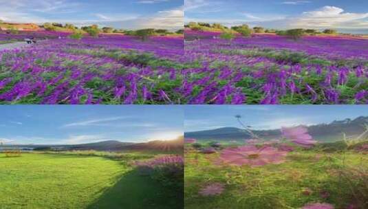 治愈系风景，待到山花烂漫时，她在丛中笑高清在线视频素材下载