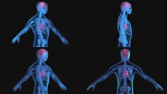 3D人体旋转高清在线视频素材下载