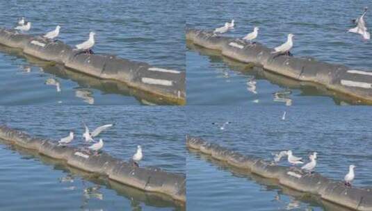 大理洱海上水面的海鸥高清在线视频素材下载