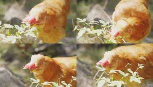 农场散养小公鸡北京油鸡养殖业高清在线视频素材下载