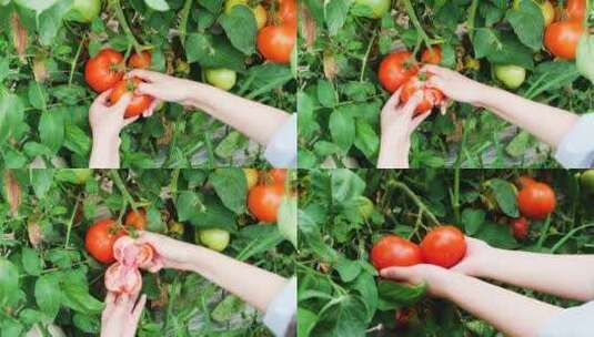 沙瓤番茄高清在线视频素材下载