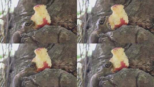 松鼠在树上啃食苹果高清在线视频素材下载