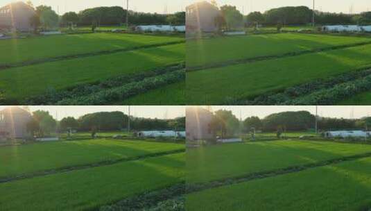 在阳光下充满希望绿色的稻田高清在线视频素材下载