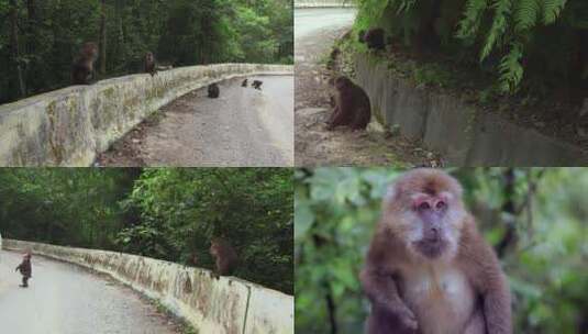 路边的猴子高清在线视频素材下载