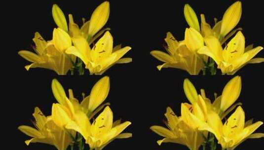 黄色的花在黑暗的背景下移动花瓣高清在线视频素材下载