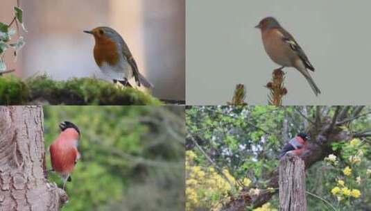 多种鸟类吃食雏鸟高清在线视频素材下载
