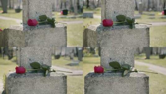 墓碑上的一朵玫瑰高清在线视频素材下载