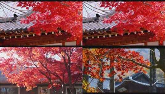 秋天树木枫叶红叶 古刹红砖黑瓦房子 合集高清在线视频素材下载