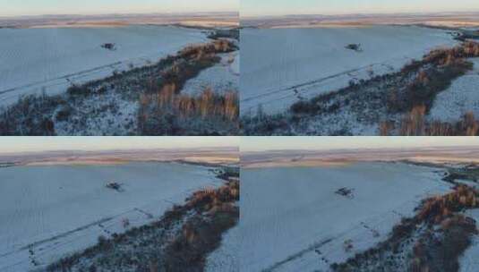 小雪时节夕阳下麦地里奔跑的马群高清在线视频素材下载