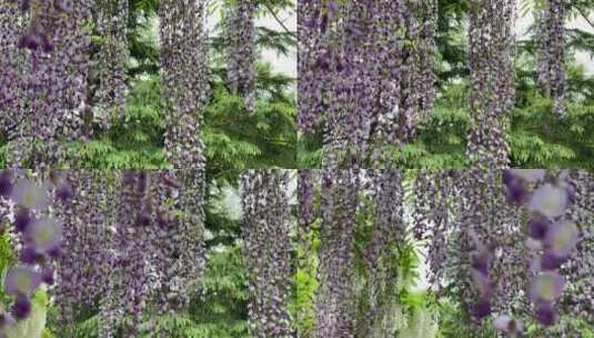 紫藤花境高清在线视频素材下载