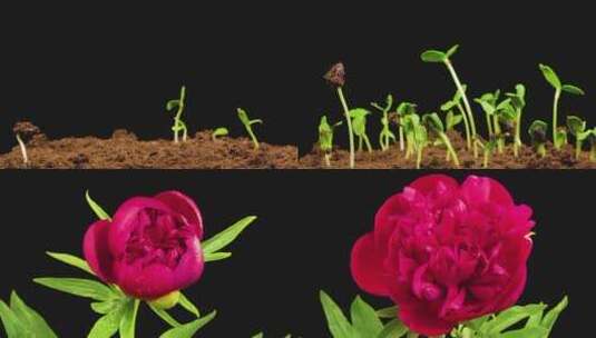 玫瑰花生长开花过程高清在线视频素材下载