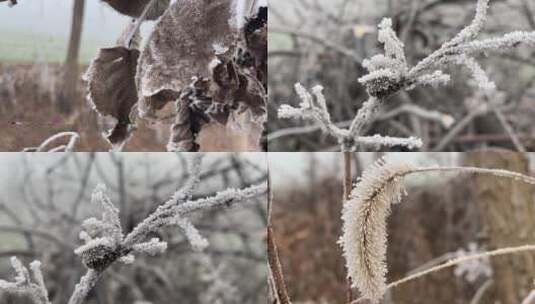 植物上的霜视频合集高清在线视频素材下载