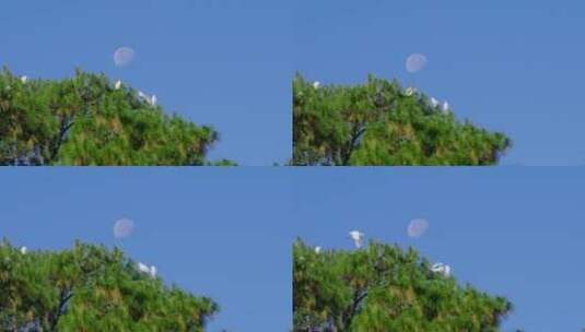 蓝天月亮   松树白鹭飞翔高清在线视频素材下载