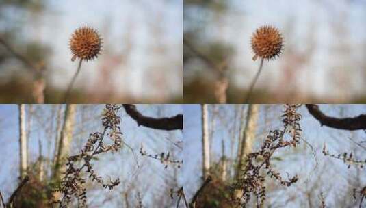 4K冬天干枯的花草植物高清在线视频素材下载