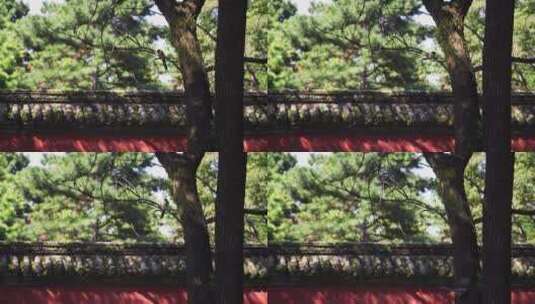 红墙附近飘动的树叶和喜鹊高清在线视频素材下载