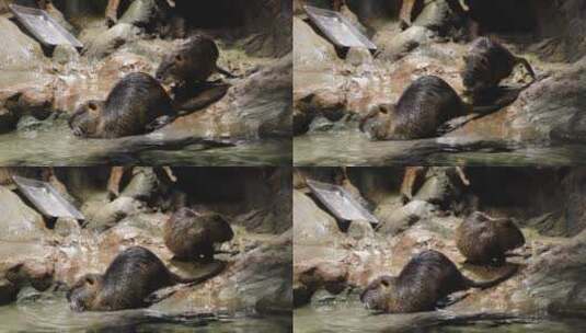 海狸鼠在岸边吃东西休息高清在线视频素材下载
