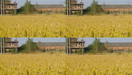 4K金色的稻田高清在线视频素材下载