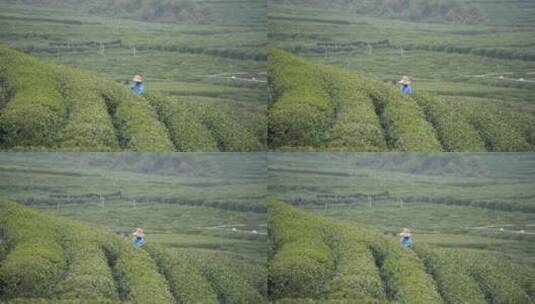 农民在茶园里采集茶叶高清在线视频素材下载