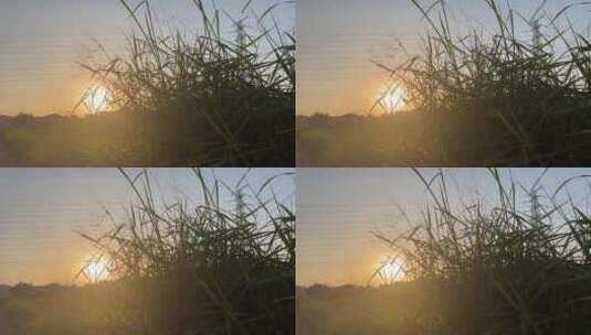 温暖的夕阳下,随风摇摆的小草,远处的高塔高清在线视频素材下载