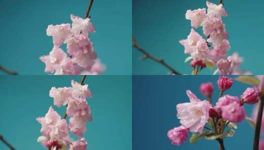 4K-春天盛开的海棠花，水灵灵的海棠花高清在线视频素材下载