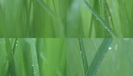 下雨天草丛小草水滴，唯美大自然视频素材高清在线视频素材下载