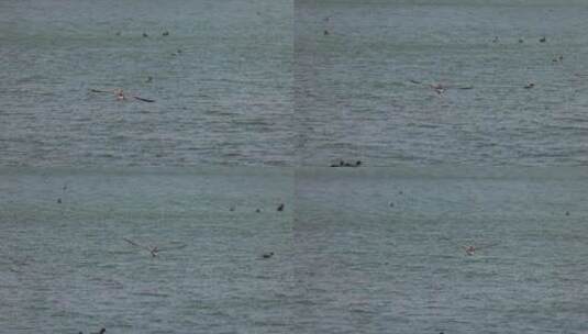 一只大雁在湖面上方飞行慢镜头高清在线视频素材下载