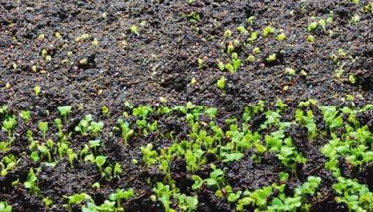 植物萌芽延时特写镜头高清在线视频素材下载