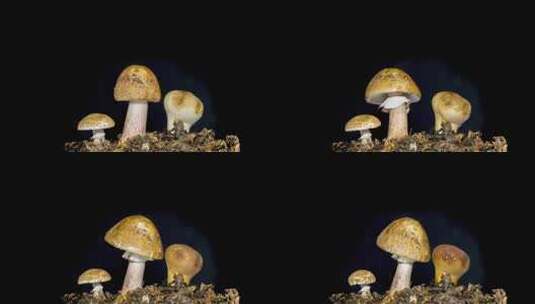 蘑菇在黑色背景上生长高清在线视频素材下载