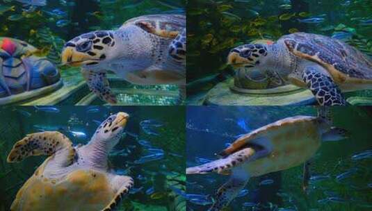 海底世界海洋馆水族馆海龟高清在线视频素材下载