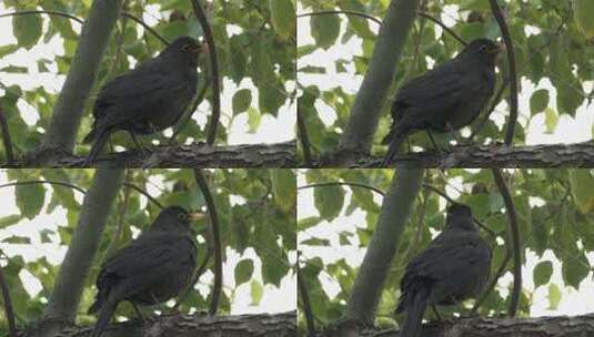树上乌鸫鸟长焦特写实拍高清在线视频素材下载