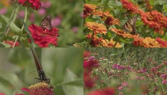 蝴蝶采蜜飞舞蜜蜂采蜜花园高清在线视频素材下载