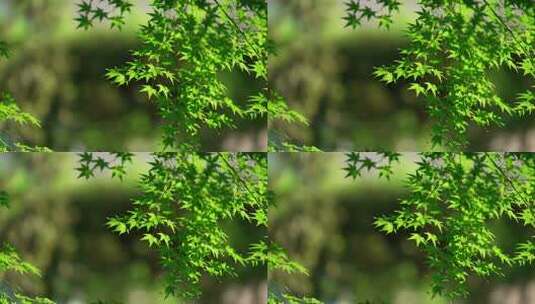 微风吹拂阳光下的唯美绿色枫树叶高清在线视频素材下载
