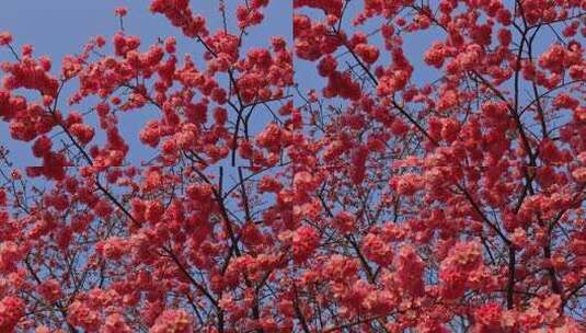 春暖盛开樱花盛开景观高清在线视频素材下载