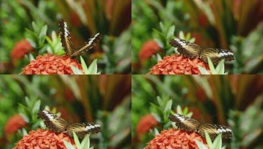 蝴蝶大自然动物昆虫自然翅膀蝴蝶动物自然高清在线视频素材下载