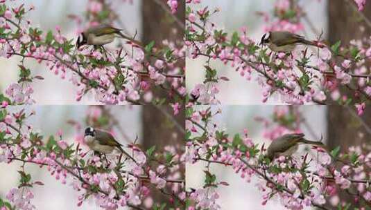 实拍8k海棠花上的鸟高清在线视频素材下载