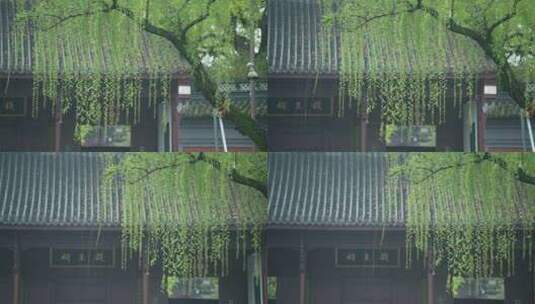 杭州钱王祠春天清明节雨天古建筑自然唯美高清在线视频素材下载