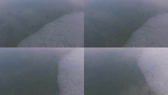 山东济南华山湖湿地秋冬候鸟航拍高清在线视频素材下载