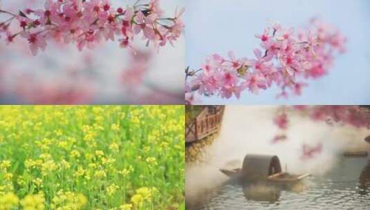 春日樱花谷油菜花实拍春天高清在线视频素材下载