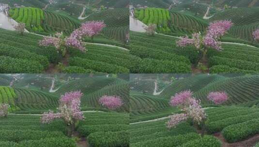 杭州富阳拔山村钱塘龙井茶园樱花树航拍高清在线视频素材下载