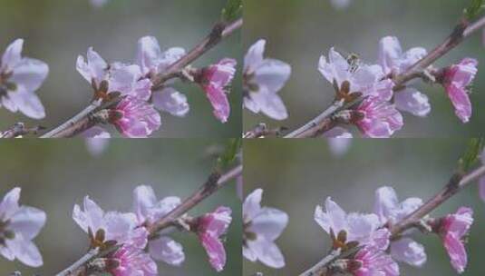 微距桃花蜜蜂高清在线视频素材下载