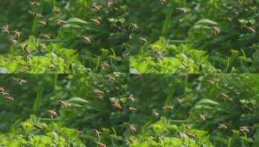 春天田野养蜂场蜜蜂飞舞慢镜头高清在线视频素材下载