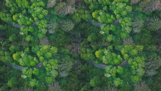 蜿蜒公路穿过森林高清在线视频素材下载