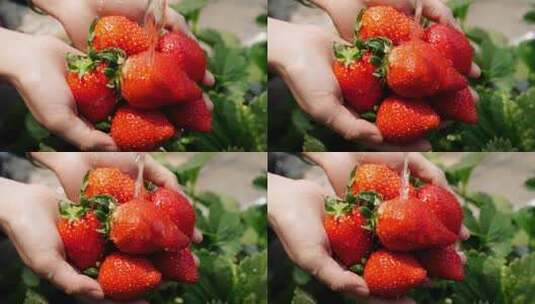 大棚种植草莓采摘高清在线视频素材下载