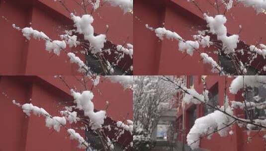 下雪时挂着厚厚积雪的树枝4高清在线视频素材下载