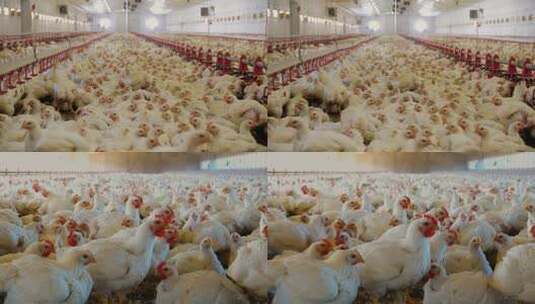 养鸡场实拍高清在线视频素材下载