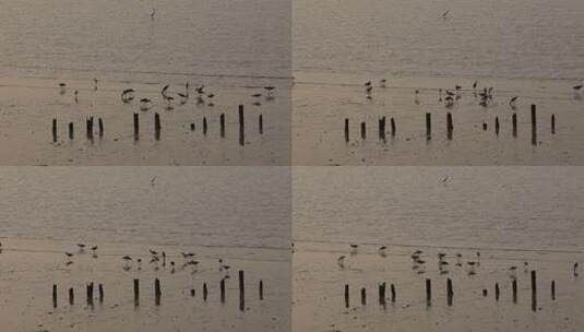 深圳湾的黑尾塍鹬高清在线视频素材下载